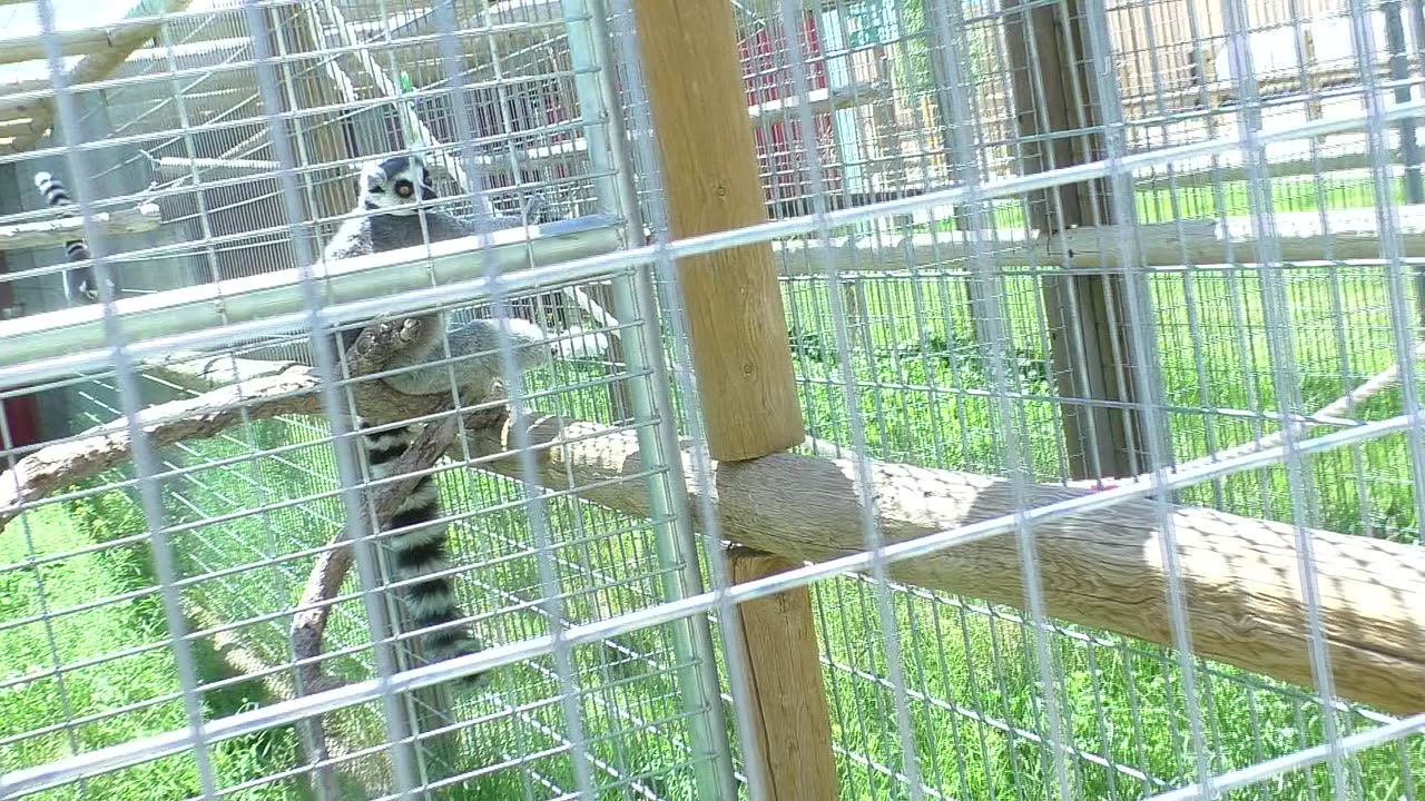 Lemurs enjoying the outside