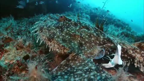 The Hidden Wonders of Ocean Life – A Breathtaking Underwater Journey