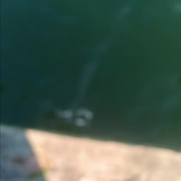 Spearing magnolia pier