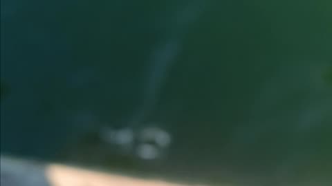 Spearing magnolia pier