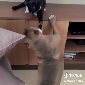 funny cats