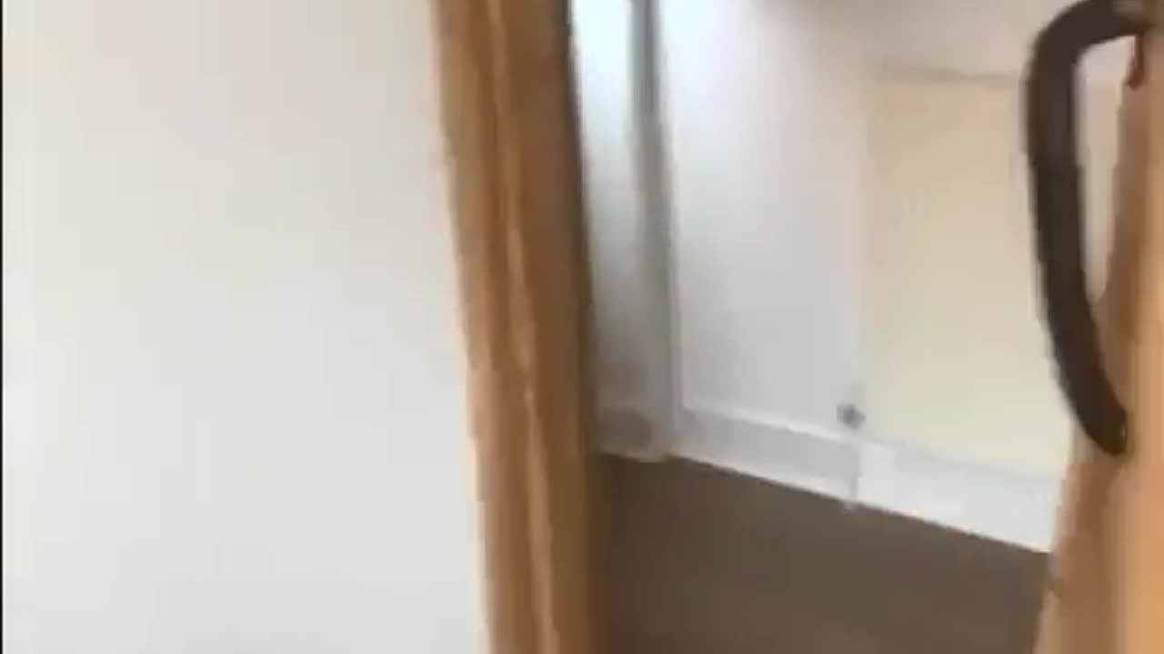 😂🐱 This Hungry Cat's Trick Will Make You Laugh! | FunFM