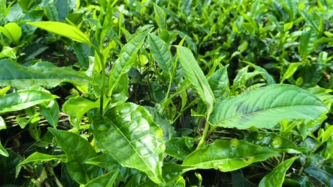 Beautiful Tea Leaf Estate | Nature Sounds | Peaceful Green Tea Garden in the Hills