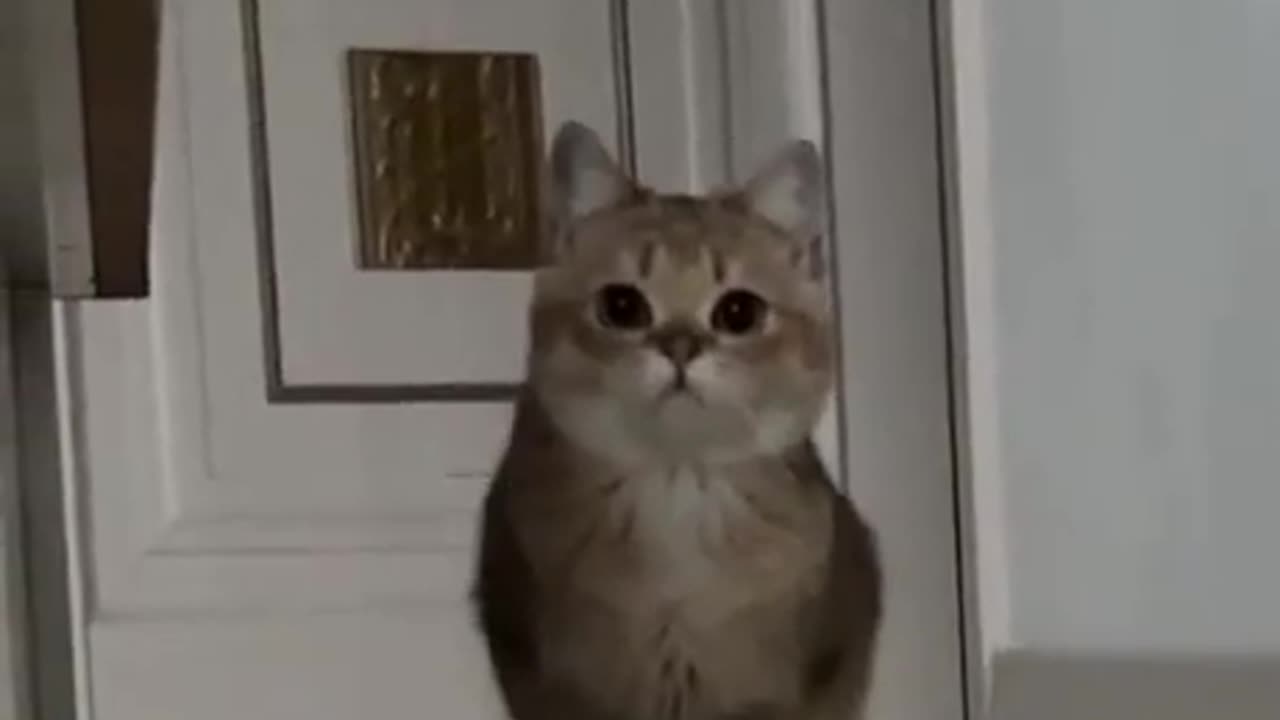 funny dancing cat 🥰🥰🥺🥺