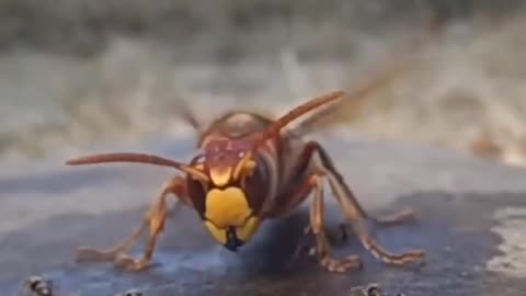 Hornet Hunts Ants