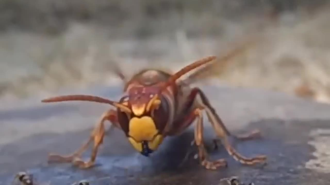 Hornet Hunts Ants