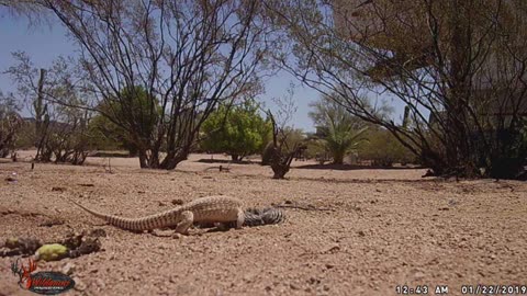 Desert Arizona Lizards Trail Camera Video