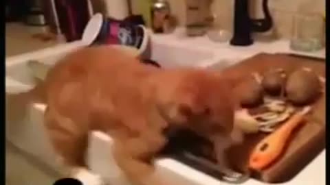 Funny Cute Crying Laughing