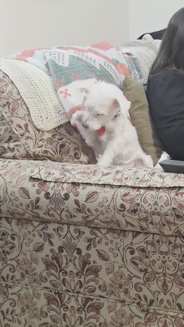 I Think My Dog Might Be an Undercover Cat