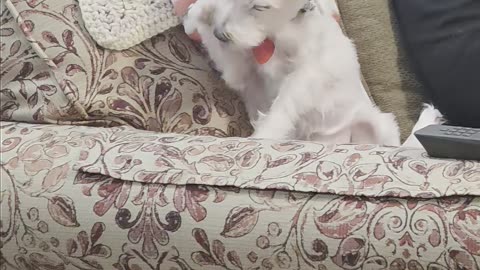 I Think My Dog Might Be an Undercover Cat