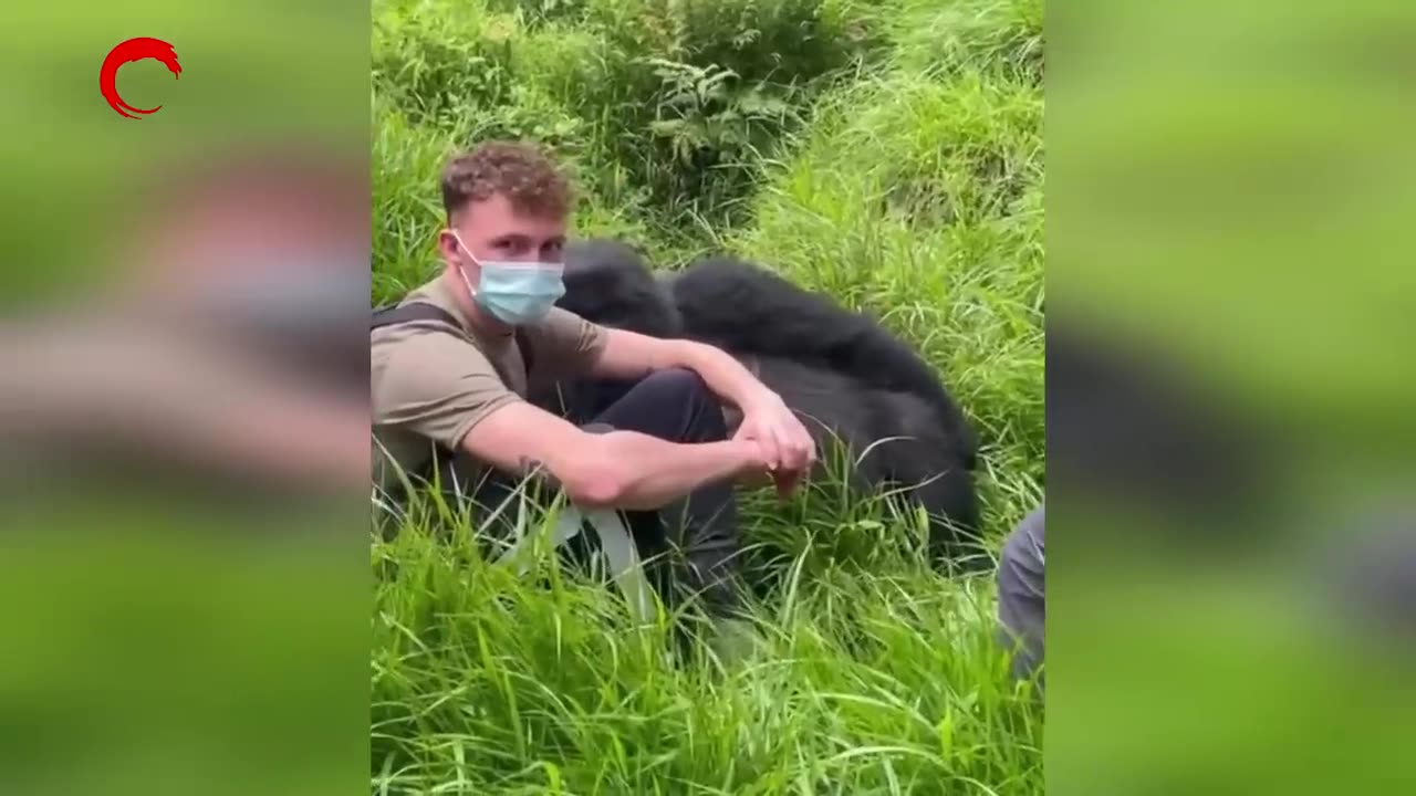 The Funniest GORILLA Compilation.. People's Close Encounters With GORILLAS
