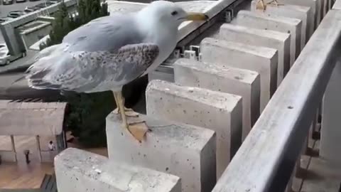 🤯✨ You Won't Believe How These Birds Show Off Their Humor! | FeedMyCuriosity
