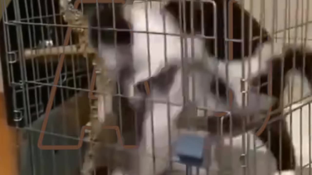 Funny video of