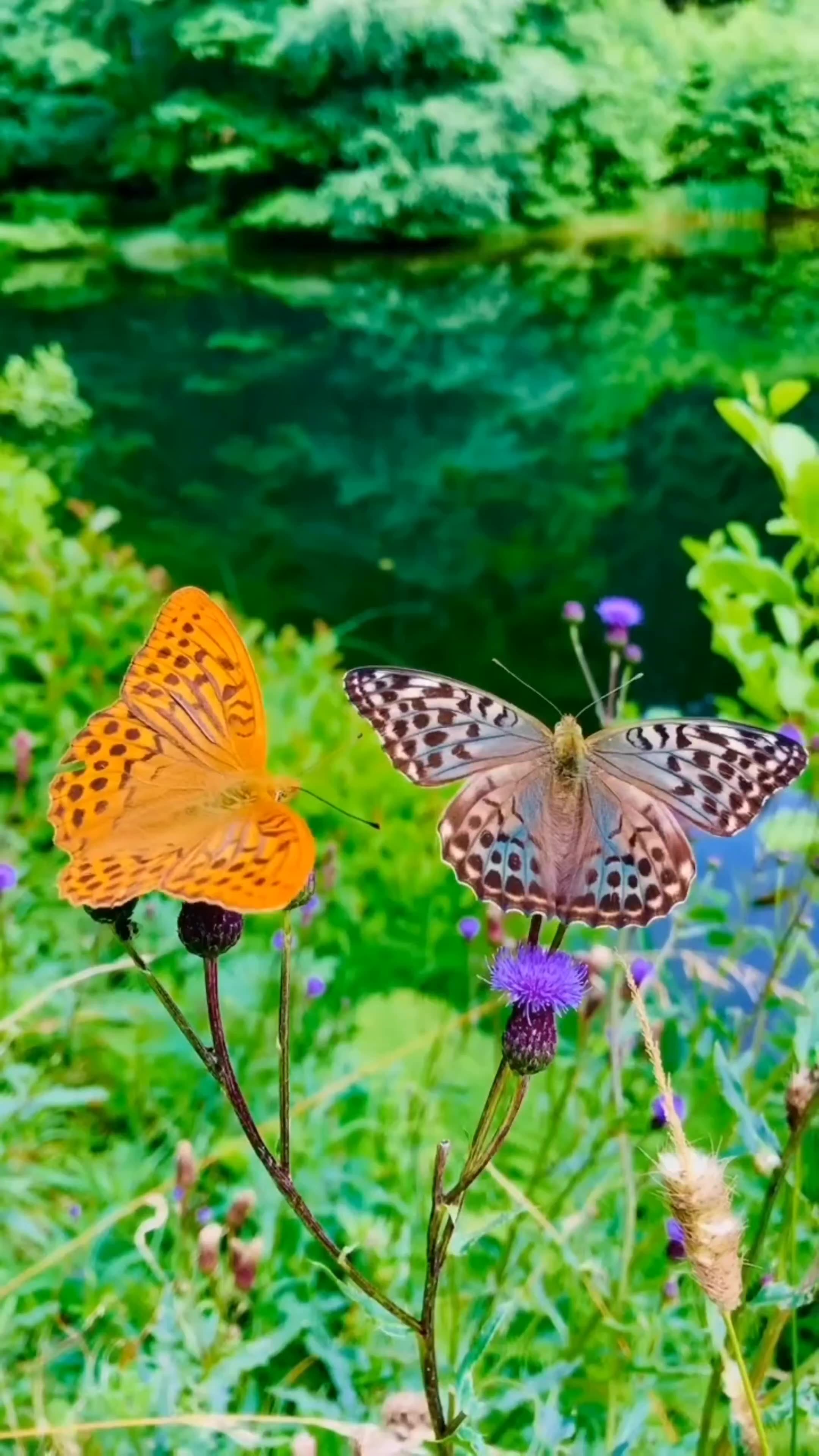 The Most Beautiful Creature on Earth β The Butterfly π¦ | Symbol of Hope and Change π