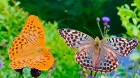 The Most Beautiful Creature on Earth — The Butterfly 🦋 | Symbol of Hope and Change 🌈