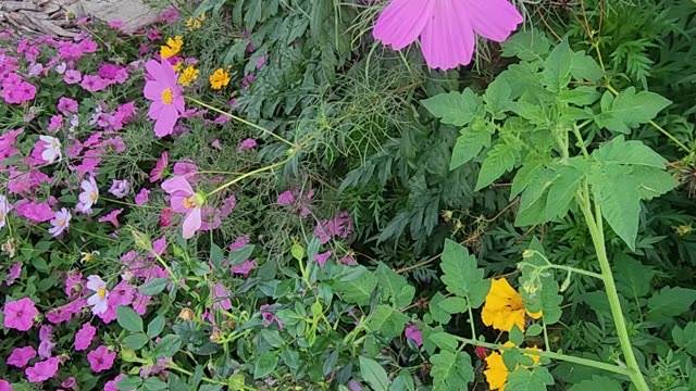 Wildflowers can often improve an environment,