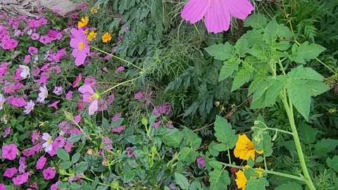 Wildflowers can often improve an environment,