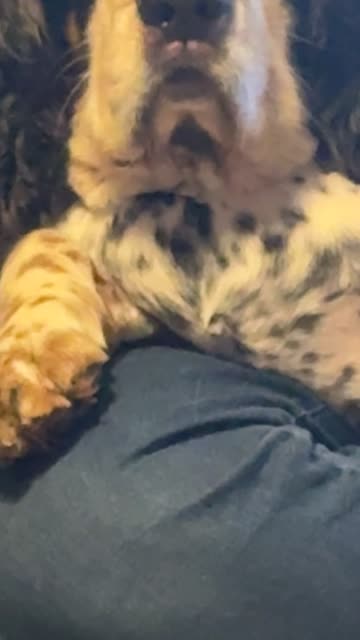 Tell Me Your Dog Is Mad at You Without Telling Me Your Dog Is Mad at You