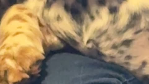 Tell Me Your Dog Is Mad at You Without Telling Me Your Dog Is Mad at You