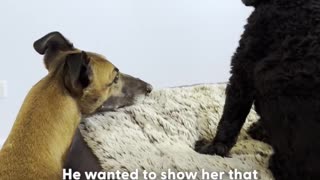 That "greyhound lean" on her human sister gets us every time 😭