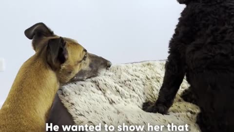 That "greyhound lean" on her human sister gets us every time 😭
