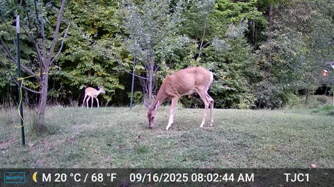 Fawn Bleating