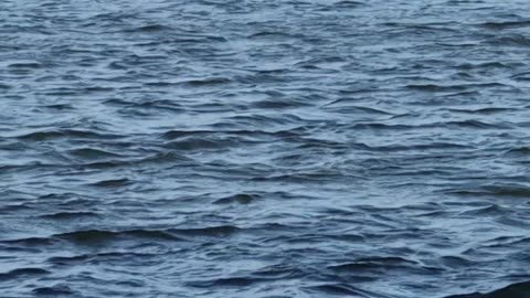 Little Grebe And Seagulls On A Lake