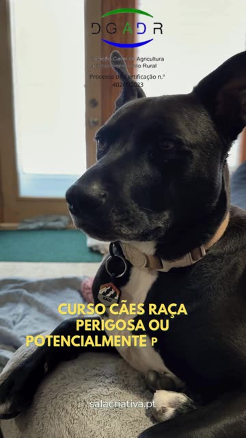 Cães raça perigosa
