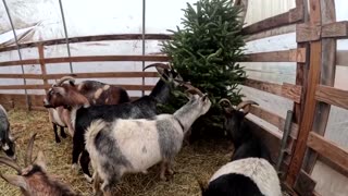 Want to get rid of your Christmas tree? Donate it to hungry goats