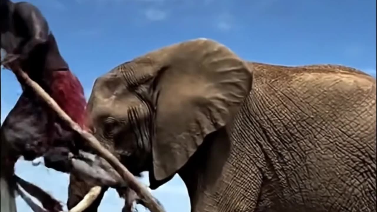 How To Ride and Elephant