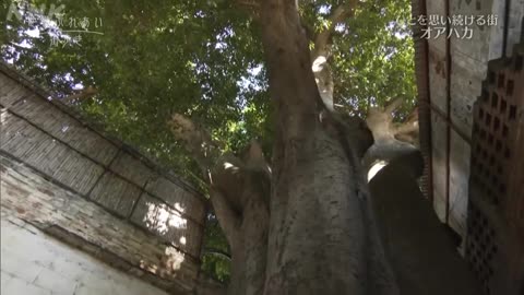 世界ふれあい街歩き 「ひとを思い続ける街 オアハカ～メキシコ～」