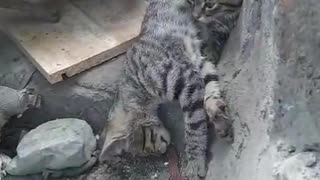 Dog's Comedy Videos 🤣 so cute videos and puppies comedy scenes 🤣 so cute 🥰🥰🥰🥰