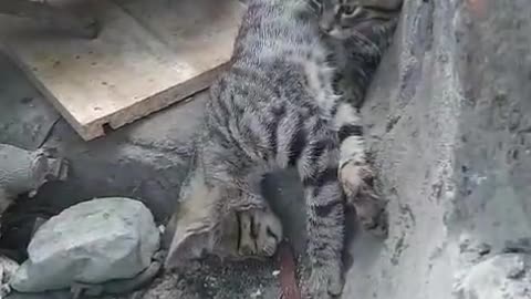 Dog's Comedy Videos 🤣 so cute videos and puppies comedy scenes 🤣 so cute 🥰🥰🥰🥰