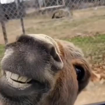 They were filming the tiger, then this happened..😅