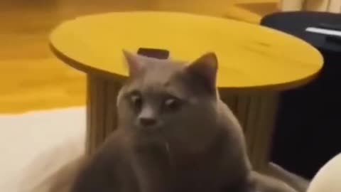 Silly Cats Caught in the Act 😆😹
