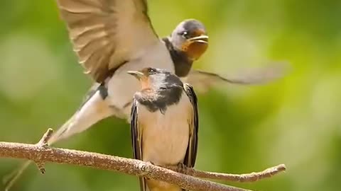 African Tiger Fish Attack on Birds