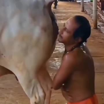 Indian Man Showering in Cow Piss