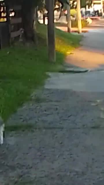 Día de Reyes con los perritos - Tacuarembó 06/01/2026