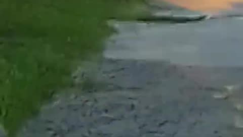 Día de Reyes con los perritos - Tacuarembó 06/01/2026