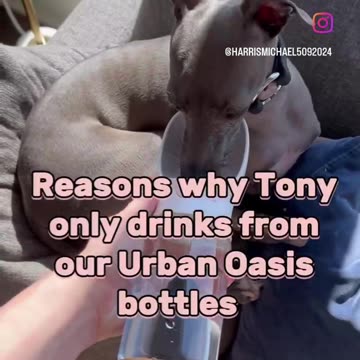 Sports water bottle dogs