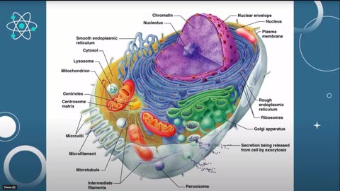 Effects Of Quantum Energy on Human Cells
