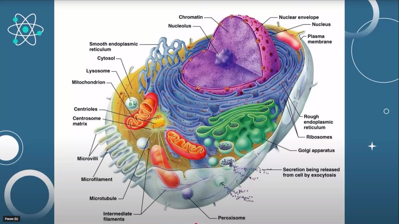 Effects Of Quantum Energy on Human Cells