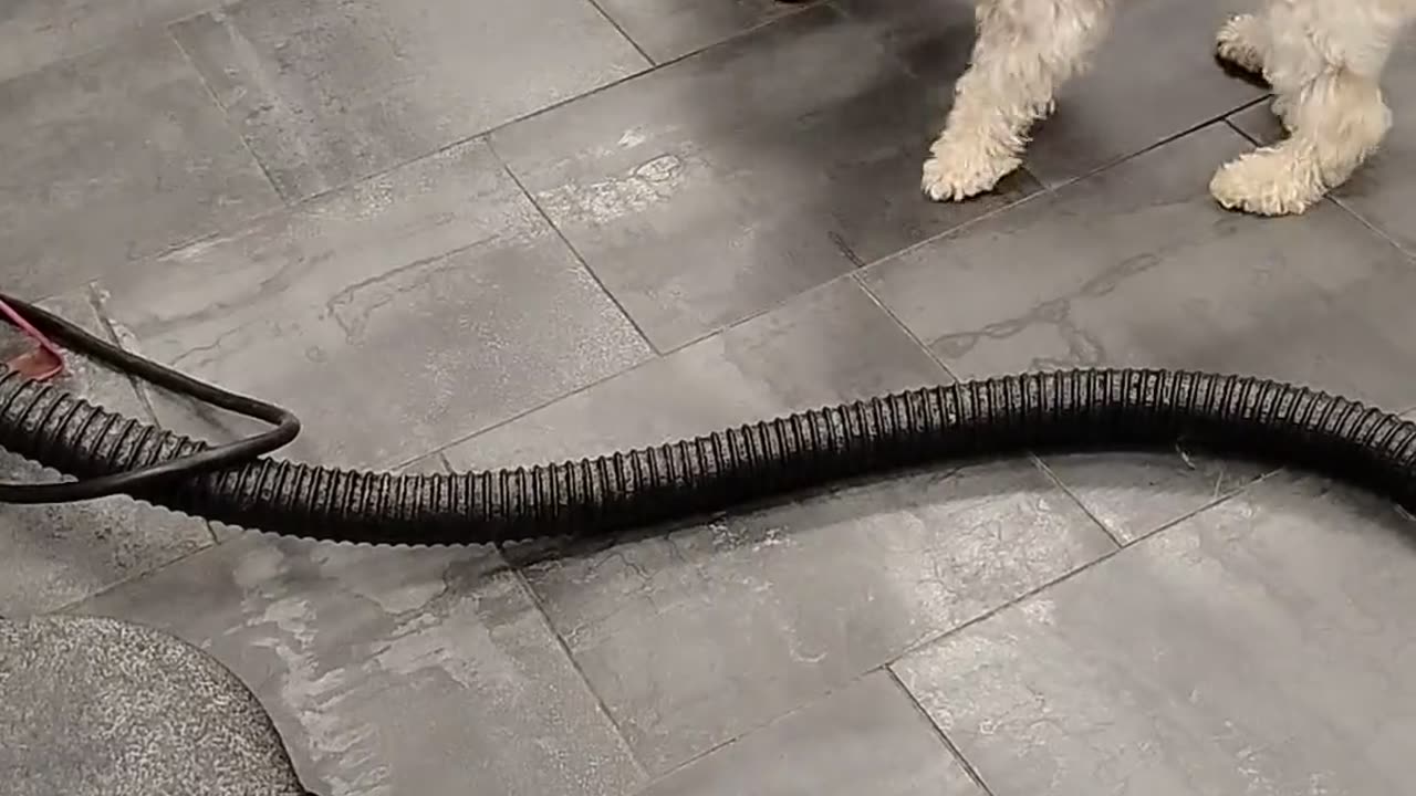 🤣🐕 Battle of the Brothers: Epic Derping Showdown! | FunFM