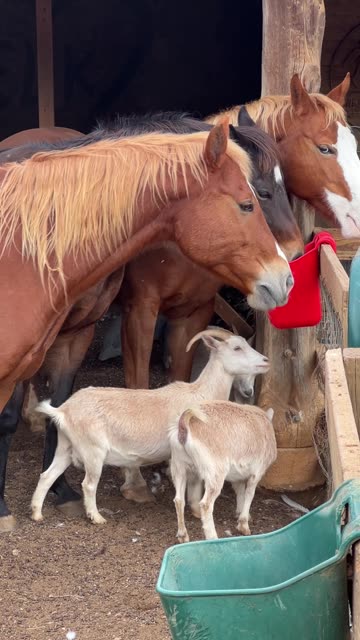 Goats are Food Thieves