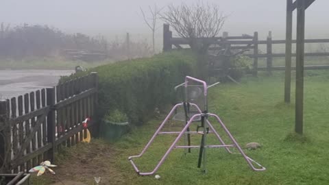 Border Collie Beat Dog-Proofing Hedges