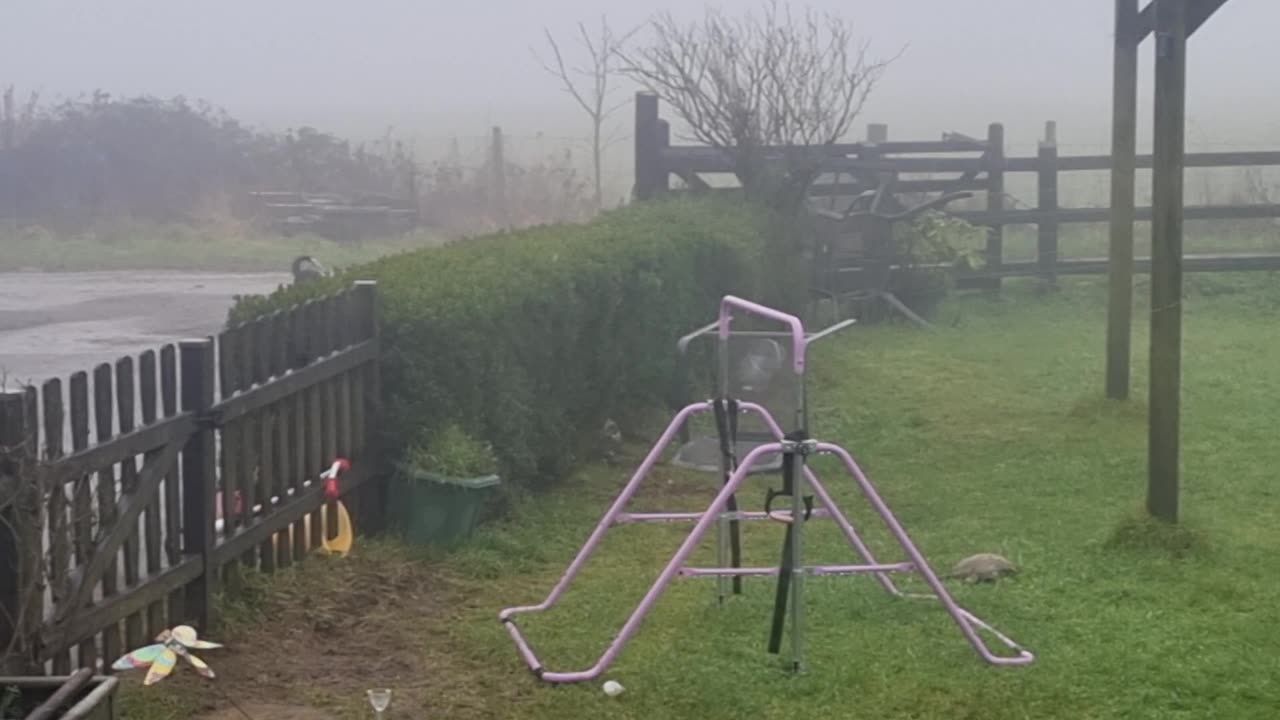 Border Collie Beat Dog-Proofing Hedges