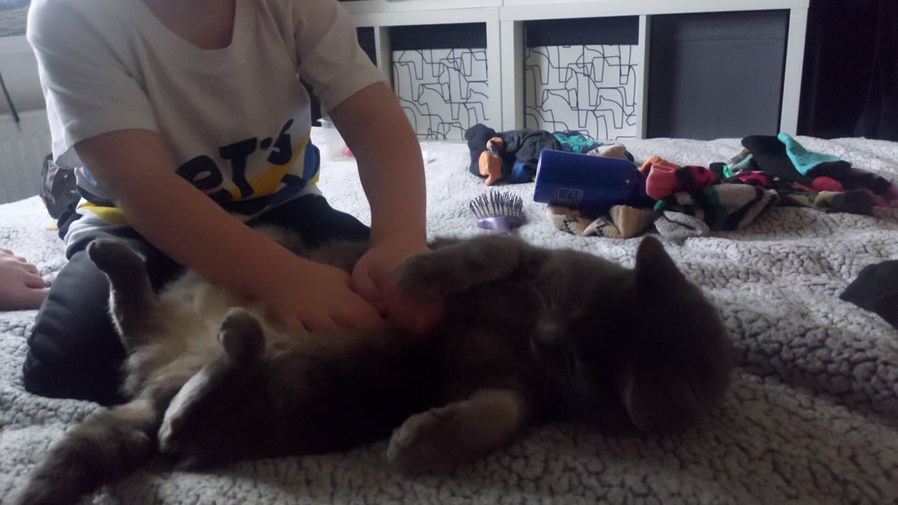 White on Cat Behaviour.