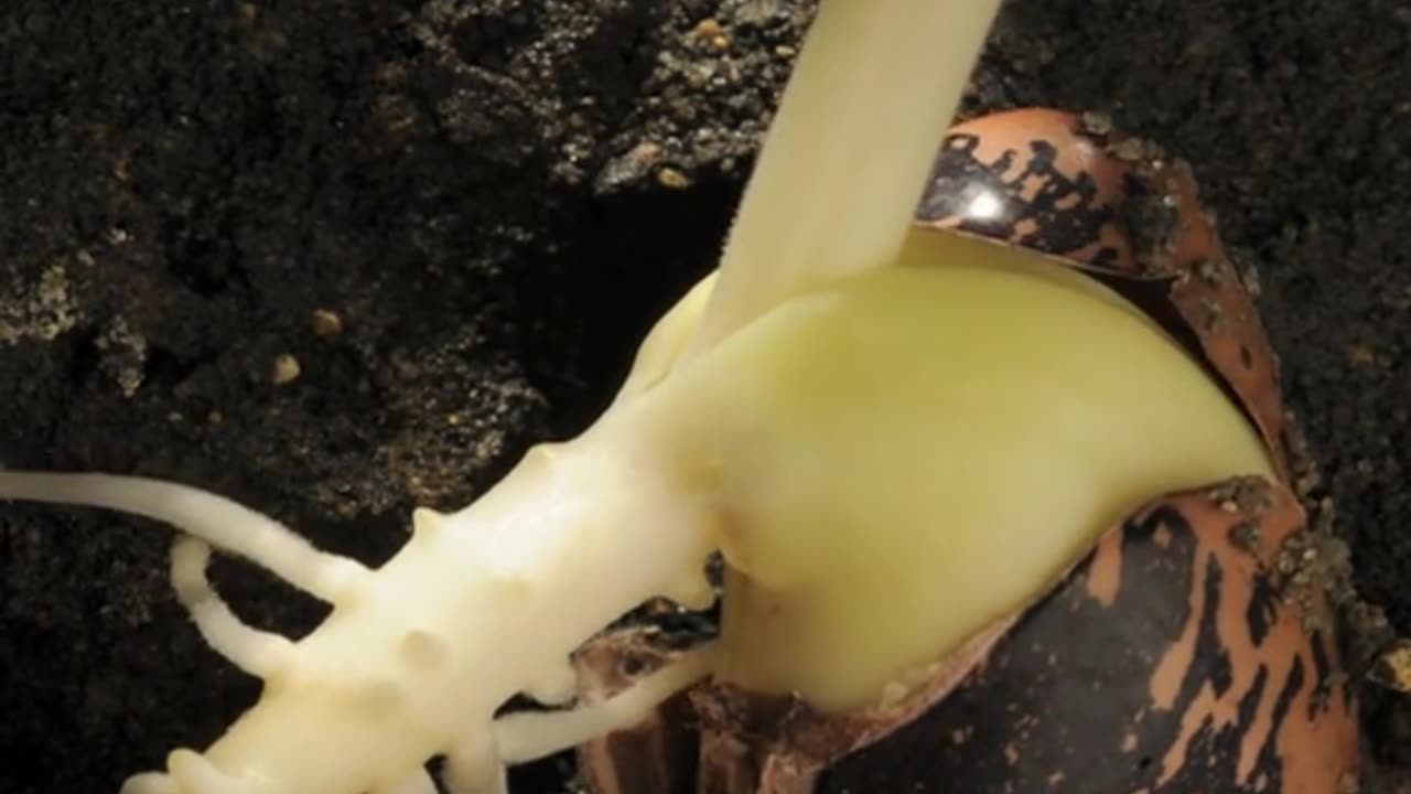 Bean Growth Timelapse 3D Animation (Germination)