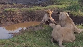 😂😹 Watch This Cat's Hilarious Antics! | FunFM