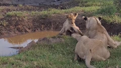 😂😹 Watch This Cat's Hilarious Antics! | FunFM